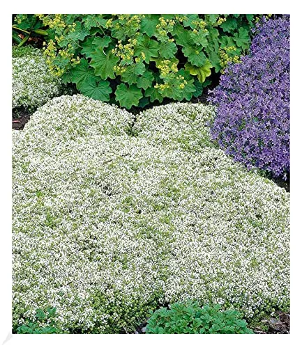 BALDUR Garten Winterharter Weißer Polsterthymian, 3 Pflanzen Thymus praecox albiflorus Polsterthymian Thymian Pflanze, blühende winterharte Staude, mehrjährig, bienenfreundlich, blühend