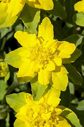Euphorbia polychroma - Gold-Wolfsmilch im 9x9 cm Topf - Die Goldwolfsmilch ist eine robuste Gartenstaude mit leuchtend gelben Hochblättern im Frühjahr. Pflegeleicht und winterhart, sorgt sie für Struktur und schöne Farbtöne im Beet.