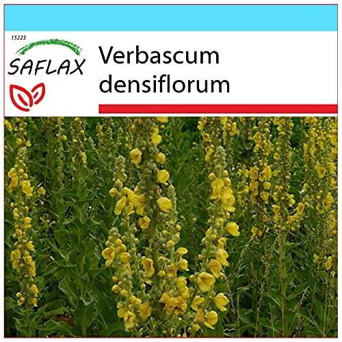 SAFLAX - Geschenk Set - Heilpflanzen - Großblumige Königskerze - 500 Samen - Mit Geschenk- / Versandbox, Versandaufkleber, Geschenkkarte und Anzuchtsubstrat - Verbascum densiflorum