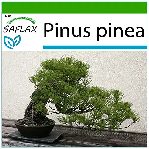 SAFLAX - Bonsai - Mittelmeer-Pinie - 6 Samen - Mit keimfreiem Anzuchtsubstrat - Pinus pinea