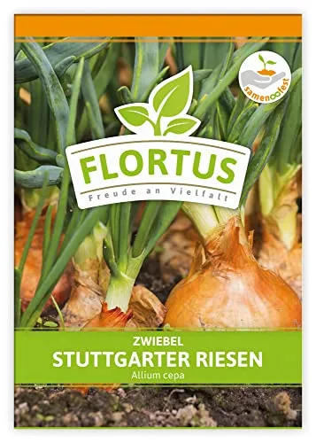 FLORTUS Zwiebel Stuttgarter Riesen | Gemüsesamen | Zwiebelsamen | Samen zur Anzucht für Garten, Balkon, Küche & Fensterbank