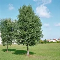 Quercus Ilex Steineiche 80–100 cm - Sträucher, immergrüne Steineiche mit dichten dunkelgrünen Blättern, ideal für Hecken und als Solitärpflanze, pflegeleicht und winterhart.