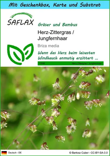 SAFLAX Blumensamen SAFLAX - Geschenkset - Herz-Zittergras / Jungfernhaar