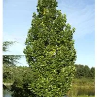 Säulentulpenbaum 125-150cm