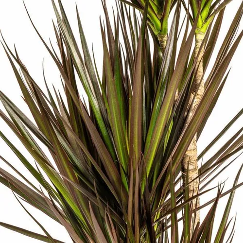 Dracaena Marginata Magenta Drachenbaum Zimmerpflanze Ø21cm 110-130cm Schlank