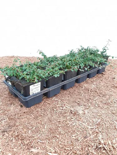 Bodendecker Cotoneaster Dammeri Streibs Findling P 0,5