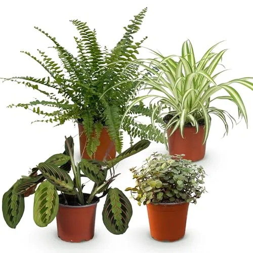 Green boutiQ - Zimmerpflanze - Chlorophytum - Maranta - Calissia - Nephrolepsis - Mix aus 4 - Haustierfreundliche Pflanzen - Grün - 4 Pflanzen - Topf 12cm - Höhe 25cm