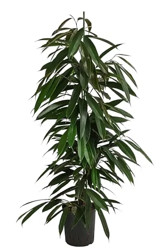 Dehner Birkenfeige, Ficus binnendijkii Amstel King, 120 cm in grün von DEHN