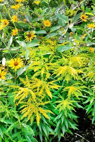 Solidago x cultorum 'Strahlenkrone' 9x9 cm Topf – Winterhart, Mehrjährig, Pflegeleicht – Goldrute – Staude für Beet & Rabatte