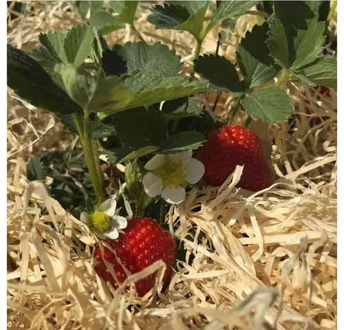 Boxolutions Gemüsedünger Holzwolle für Erdbeeren 2 Kg - Gemüseholzwolle Natur unbehandelt