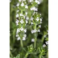 Thymus Serpyllum Var.Albus Sand-Thymian Weiß Ca. 9x9 cm Topf