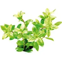 Dennerle Plants Aquariumpflanze Hygrophila Polysperma Sunset