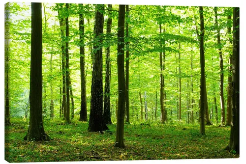 Posterlounge Poster Editors Choice, Sonnenlicht im grünen Wald, Fotografie