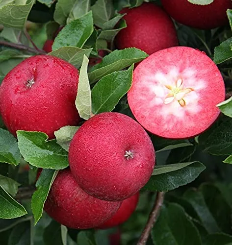 Apfelbaum 'Rosette'®