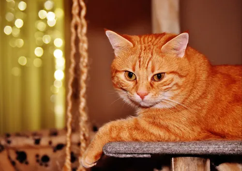 hansepuzzle 35857 - Katze Puzzle, 260 Teile, Tierwelt, 41,0 x 28,0cm mit hochwertiger Aufbewahrung, Kartonbox und wiederverschließbarem Beutel