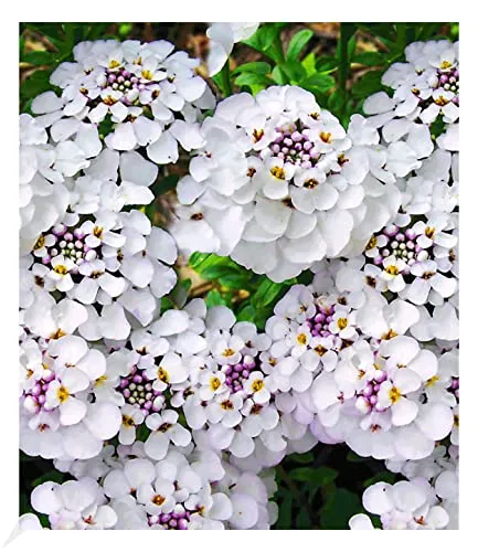 BALDUR Garten Winterharter Bodendecker Iberis 'Masterpiece®' - Blumensamen & -pflanzen, pflegeleichte, winterharte Schleifenblume mit geringem Wasserbedarf, ideal für sonnige bis halbschattige Standorte.