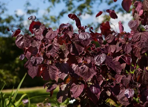 Cercis canadensis Merlot - Kanadischer Judasbaum - Ziergehölz mit purpurrosafarbenen Blüten und edlen, tiefrot glänzenden Blättern. Ideal für stilvolle Gärten und als Blickfang im Beet oder Kübel.