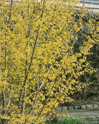 Cornus officinalis 40-60 cm – Winterhart, Mehrjährig, Pflegeleicht – Japanischer Hartriegel – Heckenpflanze für Garten & Sichtschutz