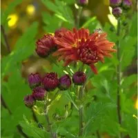 Produktbild Winteraster Oktoberpracht