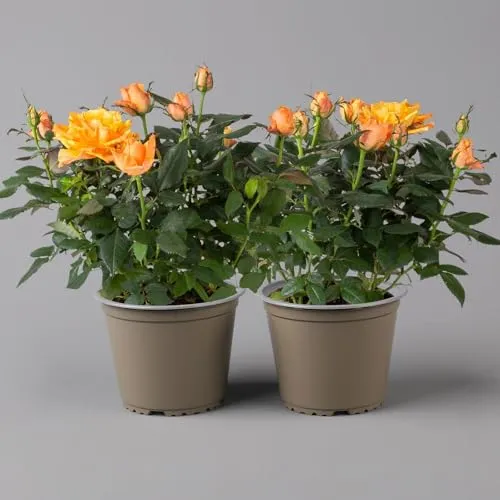 Rose, orange, Topf-Ø 14 cm, 2 Pflanzen