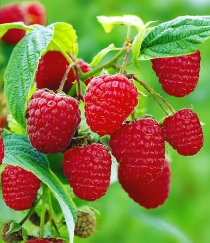 BALDUR Garten Himbeeren TwoTimer® Sugana® im 2-Liter Containertopf - Himbeerpflanze mit 2x Ernte pro Jahr, winterhart und pflegeleicht. Ideal für Sonne bis Halbschatten, ca. 40-60 cm hoch, für volle Erträge im Garten.