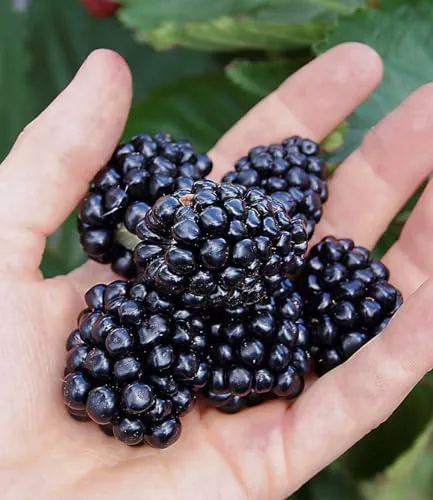 BALDUR Garten 1x Brombeere 'Montblanc®', Pflanze im 1,5 Liter Containertopf, große leckere Brombeeren, große Ernte auf kleinem Raum, sonniger bis halbschattiger Standort, winterhart & pflegeleicht