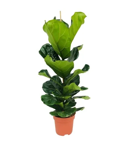 Bloomique - Ficus Lyrata - Geigenfeige - Zimmerpflanzen Groß - Pflegeleicht - Luftreinigend - Höhe 80-100 cm - Topf 21 cm