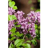 Pflanzen für Dich Gehölze Syringa meyeri Miss Elly - Kleinblättriger Flieder - Ziergehölze mit duftenden Blüten, ideal für kleine Gärten und als Kübelpflanze. Der kompakte Meyer-Flieder begeistert mit harmonischem Wuchs und attraktiven roséfarbenen Blüten im späten Frühjahr.