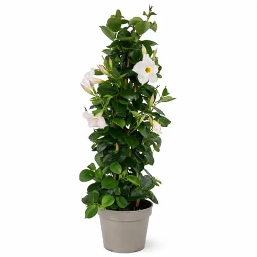 Exotenherz Mandevilla Dipladenia Trichterblüte 17cm Topf weiß - Die Mandevilla Dipladenia, auch Trichterblüte genannt, begeistert mit ihren auffälligen weißen Blüten. Ideal für Gärten und Terrassen, bringt sie Farbe und Leben in jeden Außenbereich. Topfgröße: 17cm, Gesamthöhe: 65-70cm.
