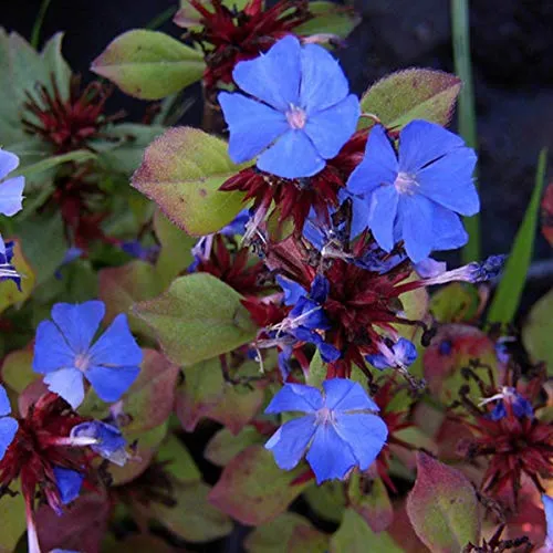 Ceratostigma Plumbaginoides in blau von Arborix