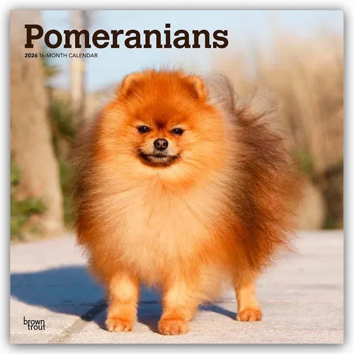 Pomeranians – Spitz 2026 – 16-Monatskalender - Hunde-Kalender mit bezaubernden Pomeranian-Motiven, ideal für Hundefreunde und zur Planung über 16 Monate.
