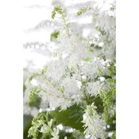 Astilbe X Arendsii Brautschleier Prachtspiere Ca. 9x9 cm Topf