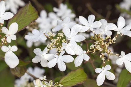 Viburnum plicatum 'Watanabe', Japanischer Schneeball, weiß, 60–80 cm