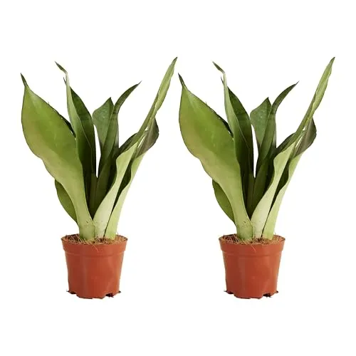 Bloomique - 2er Set - Sansevieria Moonshine - Schwiegermutterzunge - Zimmerpflanzen - Luftreinigend - Sehr pflegeleicht - 30-40 cm hoch - 12 cm Topf