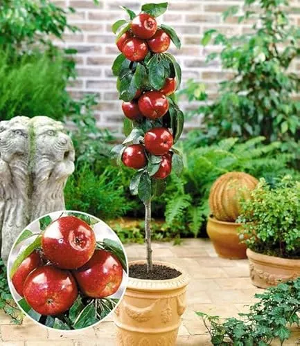 BALDUR Garten Befruchtersorte Apfel 'Gala', 1 Pflanze, essbare Früchte, Säulenapfel Säulenobst winterhart, platzsparende Säule für kleine Gärten, Balkone & Terrassen, blühend, Malus domestica