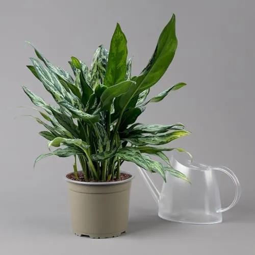 Aglaonema 'Miss Juliette', Topf-Ø 17 cm, Höhe ca. 55 cm von Pflanzen-Kölle