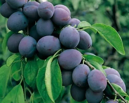 Pflanzen Lila von ARTland