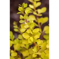 Berberis Thunbergii Golden Dream ® Gelbgrün 20–25 cm