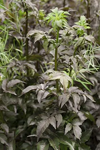 Sambucus nigra 'Black Tower' - Schwarzer Holunder mit dunkelroten Blüten - Pflegeleichter Strauch mit dunkelvioletten Blüten, ideal für sonnige Standorte und als Hecke. Anziehend für Bienen und Schmetterlinge, winterhart bis -15 °C.