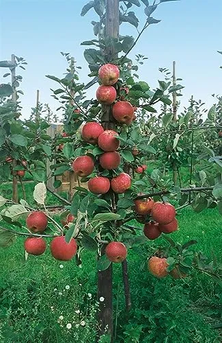 Malus 'Roter Boskoop' Apfelbaum - Obstsamen & -pflanzen, winterhart und pflegeleicht mit großen, aromatischen Äpfeln für köstliche Snacks und Apfelkuchen.