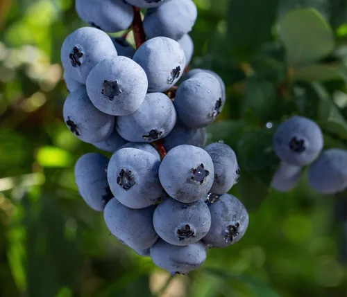 Dehner Obstpflanze Bio Heidelbeere Brigitta Blue, Größe 30-50 cm, mehrjähriger, selbstbefruchtender Beerenstrauch