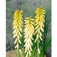 Kniphofia uvaria 'Little Maid' - Kompakte Fackellilie, cremeweiß - Die Kniphofia uvaria 'Little Maid' verzaubert mit eleganten, cremefarbenen Blütenständen und ist ideal für sonnige Beete. Robust und pflegeleicht, sorgt sie für stilvolle Akzente im Garten.