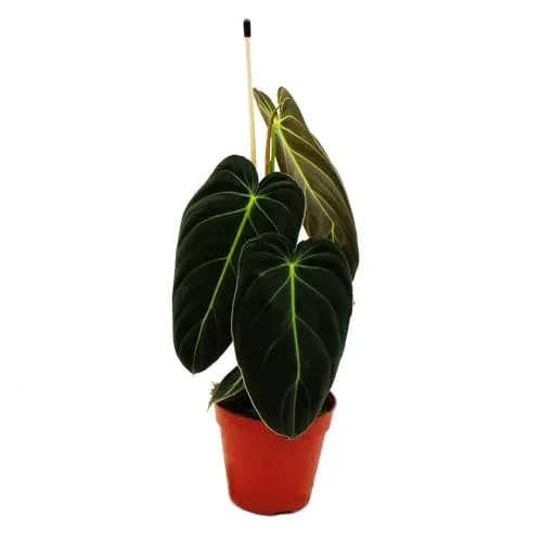 Exotenherz Philodendron melanochrysum - Schwarz-goldener Baumfreund im 12cm Topf - Beeindruckende, herzförmige Blätter in Schwarz und Gold für Ihr Zuhause. Der Philodendron melanochrysum bringt exotisches Flair und Stil in jeden Raum.