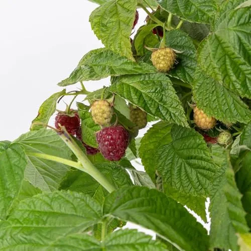 Zwerghimbeere Lowberry® Little Sweet Sister®, 5 l Topf