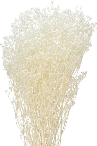 Schleierkraut Creme Weiß Trockenblumen Deko 65-70cm