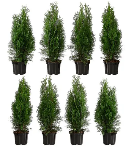 Dehner Hecken Lebensbaum Smaragd, Thuja-Hecke 8 x 60-70 cm - Heckenpflanzen für dichte Sichtschutzhecken, frosthart und windresistent – ideal für Gärten und Sitzplätze.