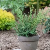 Strauchwacholder Blaauw 15-20cm - Juniperus chinensis
