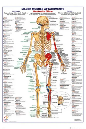 Poster Educational - Bildung - Poster - The Human Body - Posterior Muscle
