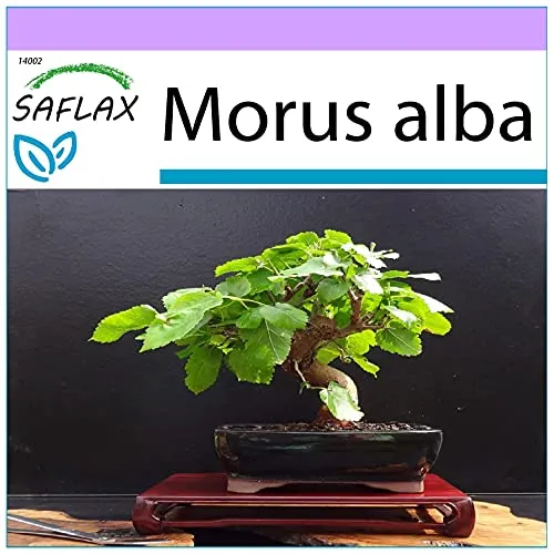 SAFLAX - Bonsai - Weißer Maulbeerbaum - 200 Samen - Morus alba