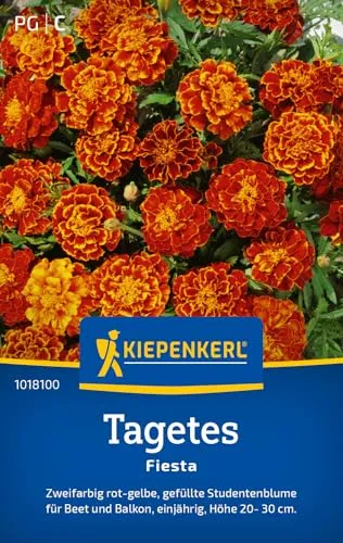 Kiepenkerl Tagetessamen Fiesta Tagetes patula 50 Pflanzen von Kiepenkerl